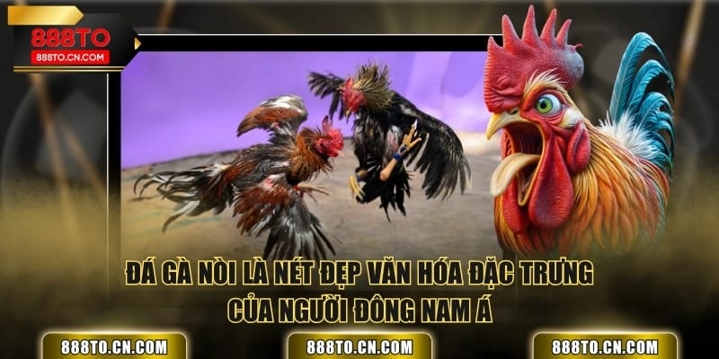 Đá gà nòi là nét đẹp văn hóa đặc trưng của người Đông Nam Á